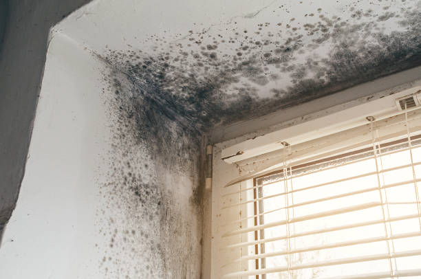 Affordable Commercial Mold Remediation solutions in Huntington, VA